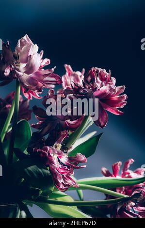 Gros plan de tulipes de perroquet séchées. Banque D'Images