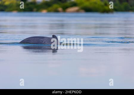 Le dauphin d'Irrawaddy (Orcaella brevirostris) sur le Mékong, au Cambodge Banque D'Images