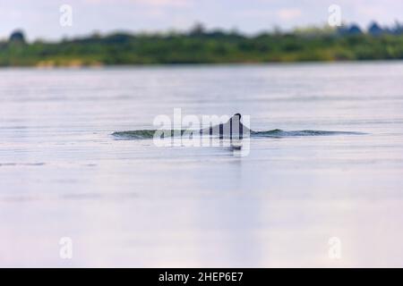 Le dauphin d'Irrawaddy (Orcaella brevirostris) sur le Mékong, au Cambodge Banque D'Images