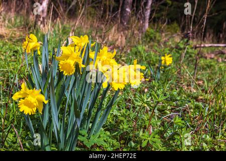 Fleurs de jonquille jaune au printemps Banque D'Images