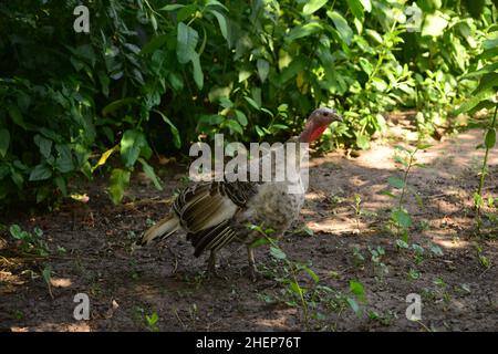 la jeune dinde se balade dans le jardin par une journée ensoleillée. Banque D'Images