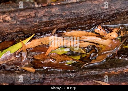 Des feuilles d'eucalyptus déchue s'amassent dans une flaque dans un tronc d'arbre creux sur le fond de forêt de la forêt tropicale des basses terres, Queensland, Australie. Banque D'Images