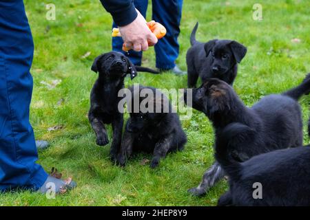 USAGE ÉDITORIAL EXCLUSIF Golden Retriever-German Shepherd mix les chiots, d'une portée de 16, assistent à un bilan de santé au Centre national des chiens guides de Leamington Spa, alors que la portée est l'anniversaire de Unity, un Berger allemand de trois ans établit un nouveau record pour le programme de reproduction de l'association de 60 ans.Date de publication : le mercredi 12 janvier 2022. Banque D'Images