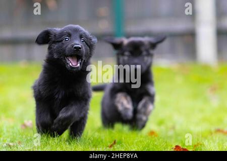 USAGE ÉDITORIAL EXCLUSIF Golden Retriever-German Shepherd mix les chiots, d'une portée de 16, assistent à un bilan de santé au Centre national des chiens guides de Leamington Spa, alors que la portée est l'anniversaire de Unity, un Berger allemand de trois ans établit un nouveau record pour le programme de reproduction de l'association de 60 ans.Date de publication : le mercredi 12 janvier 2022. Banque D'Images