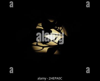Une silhouette de feuilles sans foyer pleine lune en arrière-plan la nuit. Banque D'Images