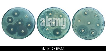 Évolution de la résistance aux antibiotiques à l'aide de tests de sensibilité par diffusion Banque D'Images