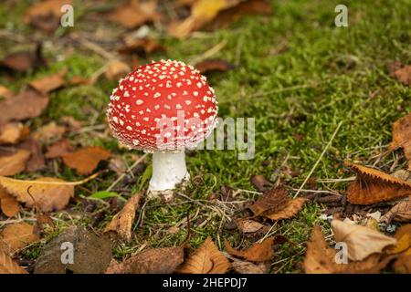 Gros plan sur l'Amanita muscaria (champignon agarique Fly), le mycète emblématique poussant sur le sol boisé dans le Wiltshire, au Royaume-Uni Banque D'Images