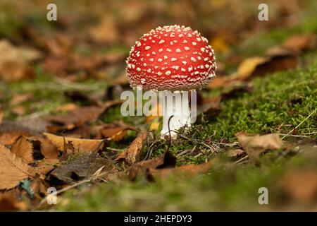 Gros plan sur Amanita muscaria (champignon de la mouche agarique) les champignons emblématiques de tabouret de crapaud qui poussent sur le sol des bois à la maison et jardins de Bowood, Wiltshire, Royaume-Uni Banque D'Images