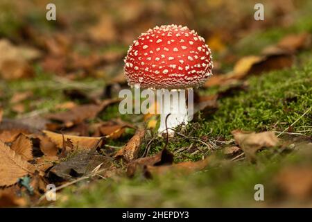 Gros plan sur l'Amanita muscaria (champignon agarique Fly), le mycète emblématique poussant sur le sol boisé dans le Wiltshire, au Royaume-Uni Banque D'Images