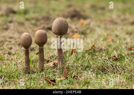 Gros plan d'une rangée de trois champignons parasol - Macrolepiota procera, champignons sauvages qui poussent sur le sol des bois à la maison et jardins de Bowood, Wiltshire, Royaume-Uni Banque D'Images