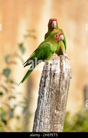 Deux parakeets mittrés, Psittacara mitratus ou Aratinga mitrata, perchés sur un poteau en bois Banque D'Images