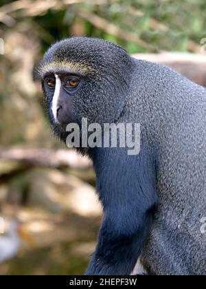 Portrait singe à face hibou (Cercopithecus hamlyni) Banque D'Images