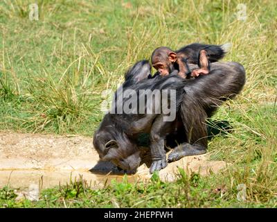 Chimpanzé (Pan troglodytes) buvant avec son bébé sur le dos Banque D'Images