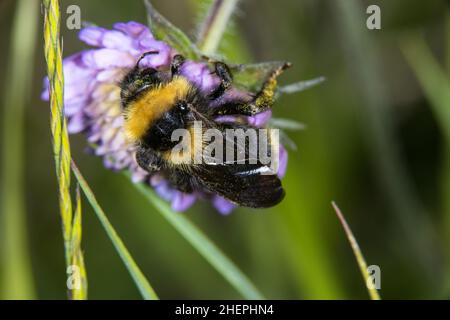 Champ de cuckoo bumblebee (Bombus campestris, Psithyrus campestris), se trouve sur une fleur scabieuse, Allemagne Banque D'Images