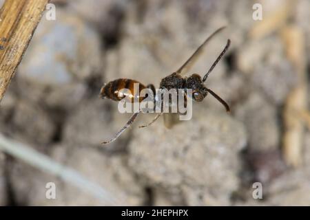 nomad-Bee (Nomada flavoguttata), homme en vol, Allemagne Banque D'Images