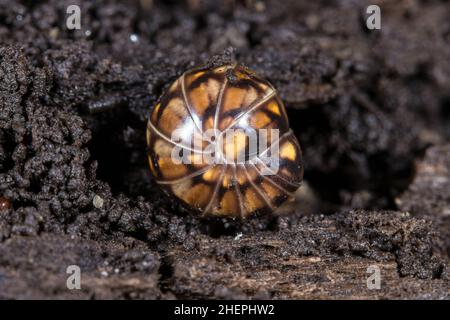 Pill millipede (Glomeris hexasticha), roulé, Allemagne Banque D'Images