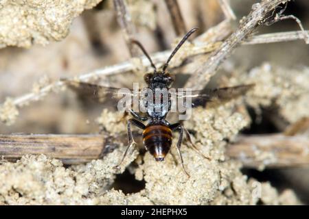 nomad-Bee (Nomada flavoguttata), homme en vol, Allemagne Banque D'Images