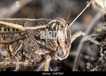 Locust italien (Callipamus italicus, Calliptenus cerisanus), portrait, Allemagne Banque D'Images