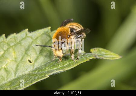 Feuille d'abeille (Truschita byssina, Truschita serratulae), mâle assis sur une feuille, Allemagne Banque D'Images