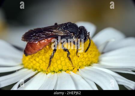 Cuckoo Bee, Sweat Bee, Halictid Bee (Sphecodes albilabris, Sphecodes fuscipennis), assis sur une fleur blanche, vue latérale, Allemagne Banque D'Images