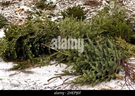 Épinette rouge (Picea rubens), arbres de Noël parmi les déchets compostables , Allemagne Banque D'Images