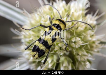 Le bois de pépins (Chlorophorus varius), se trouve sur une inflorescence, en Allemagne Banque D'Images