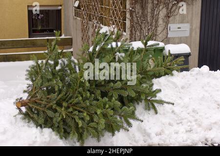 Épinette rouge (Picea rubens), arbre de Noël couché dans la neige prêt pour la collecte après Noël, élimination , Allemagne Banque D'Images