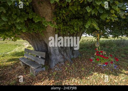 Tilleul à gros feuilles, tilleul (Tilia platyphyllos), tilleul vieux de 600 ans près d'Arndorf dans le district d'Erding, Allemagne, Bavière, Arndorf Banque D'Images