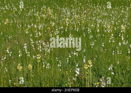 Moor-king, Moorking, Moor-king Lousewort, King Charles Scepter (Pedicularis Sceptrum-carolinum), Meadow avec herbe de coton et Moor-king, Allemagne, Banque D'Images