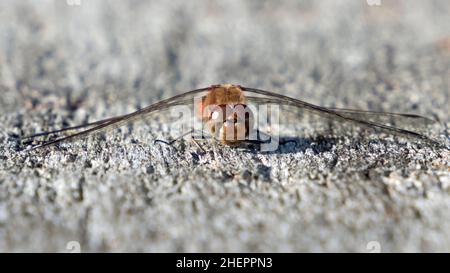 Photo macro de libellule depuis l'avant Banque D'Images