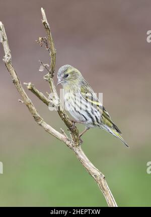 Siskin européen en hiver.Pays de Galles du milieu Royaume-Uni Banque D'Images