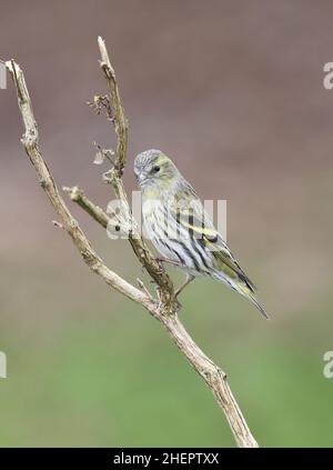 Siskin européen en hiver.Pays de Galles du milieu Royaume-Uni Banque D'Images