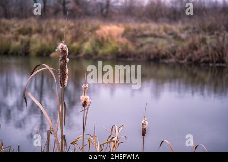 Queue de chat sèche avec des oreilles moelleuses sur le fond de l'eau de rivière en automne.Arrière-plan.Mise au point sélective. Banque D'Images