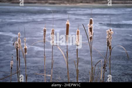 Queue de chat sèche avec des oreilles moelleuses dans une rangée sur le fond de l'eau de congélation du lac.Arrière-plan.Mise au point sélective. Banque D'Images