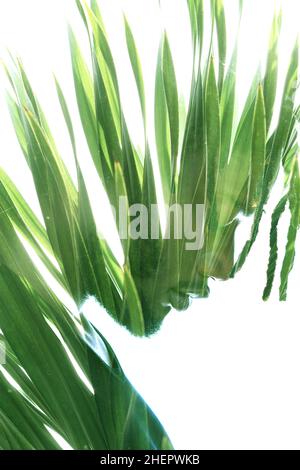 Portrait de profil d'un homme combiné avec des feuilles tropicales dans une technique de double exposition. Banque D'Images
