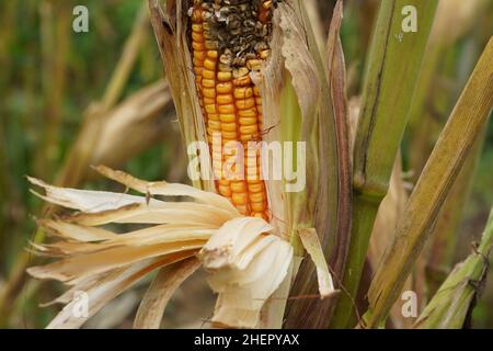 Maïs moldy.Vue du maïs avec l'Ear Rot, dommages généralement causés par des infestations d'insectes.Pourrir le maïs avec la moisissure.Aflatoxine Aspergillus flavus et Aspergi Banque D'Images