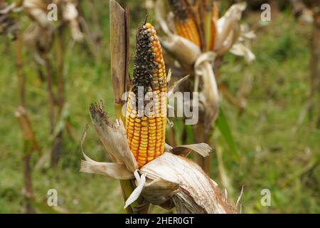 Maïs moldy.Vue du maïs avec l'Ear Rot, dommages généralement causés par des infestations d'insectes.Pourrir le maïs avec la moisissure.Aflatoxine Aspergillus flavus et Aspergi Banque D'Images