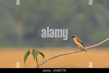 la stonechat sibérienne (saxicola maurus) perçant sur une branche Banque D'Images