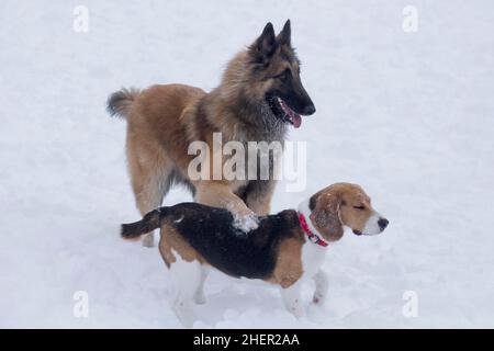 Le chiot beagle anglais et le chien de berger belge le chiot tervuren sont debout sur une neige blanche dans le parc d'hiver.Animaux de compagnie.Chien de race. Banque D'Images