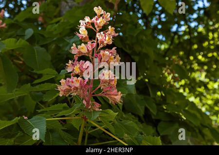 Red Horse-chestnut Aesculus hippocastanum, Conker ou arbre avec fleur et feuille, Sofia, Bulgarie Banque D'Images