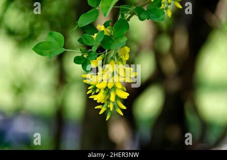 Acacia jaune, Siberian peashrub Caragana arborescens ou branche avec feuilles vertes et fleurs jaune fleur, South Park, Sofia, Bulgarie Banque D'Images