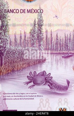 Réserve du lac Xochimilco et Salamandre mexicain de l'argent - pesos Banque D'Images