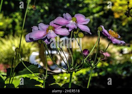 Flore : Anemone hupehensis Banque D'Images