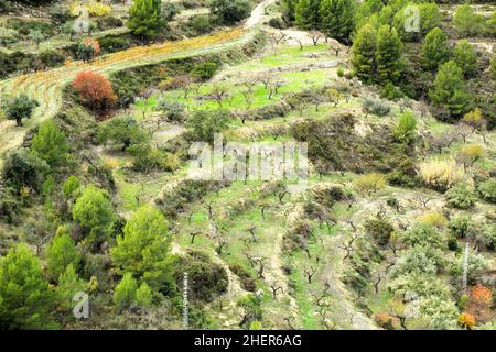 Vignoble coloré et plantation d'aldmond dans la montagne du village de Guadalest, Alicante, Espagne Banque D'Images