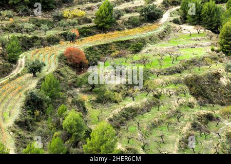 Vignoble coloré et plantation d'aldmond dans la montagne du village de Guadalest, Alicante, Espagne Banque D'Images