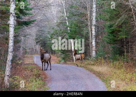 Une vache et un veau d'élan sur une route de gravier dans la région de Clam Lake, dans le nord du Wisconsin. Banque D'Images