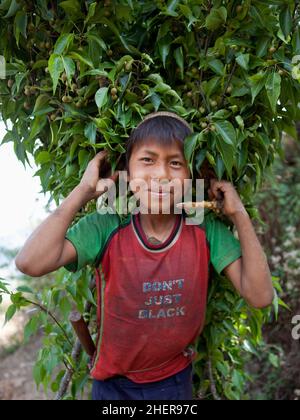 Vishnu, âgé de 13 ans, transportant des branches 'Mayale' récoltées pour servir d'alimentation de bétail à Tansen, au Népal. Banque D'Images