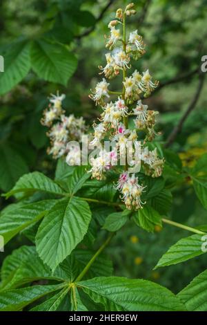 vue rapprochée de la branche en fleur du châtaignier au printemps Banque D'Images