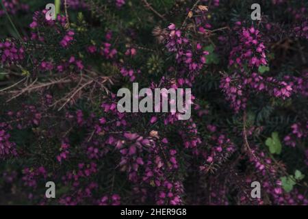 vue rapprochée de la carnée d'erica en pleine floraison au printemps Banque D'Images