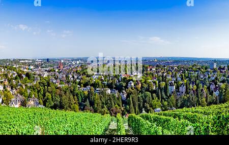 Wiesbaden, Allemagne, vue de Neroberg, une colline au nord, où les visiteurs peuvent voir un panorama de la ville.Un vignoble est le premier plan et M. Banque D'Images